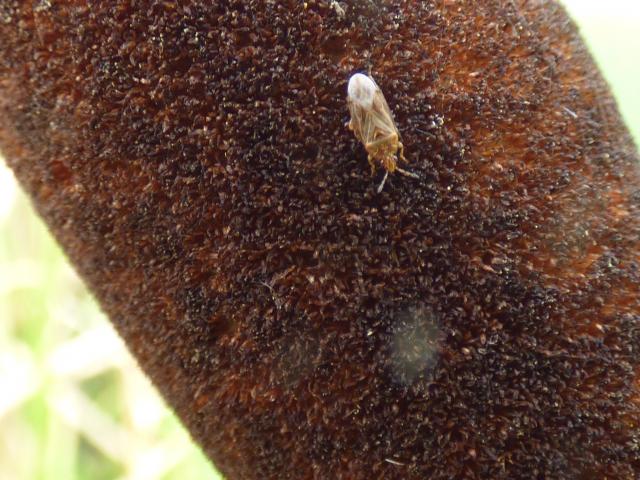 Bulrush Bug - Chilacis typhae at Snakeholme (John Davison) 230823