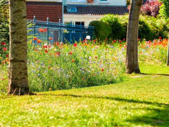 Annual wildflower meadow by line of trees in a park