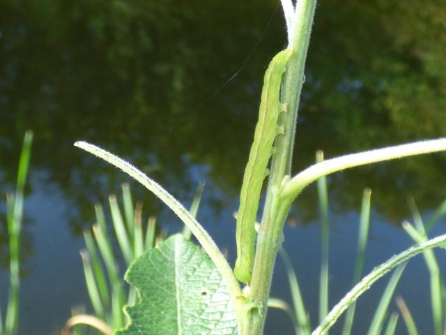 Herald Moth Larva at Snakeholme 100823 (2)