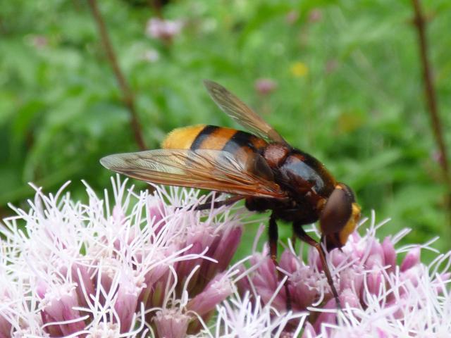 Hornet Hoverfly - Volucella zonaria at Snakeholme (John Davison) 280723