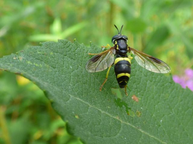 Hoverfly Chrysotoxum bicinctum at Snakeholme (John Davison) 230823