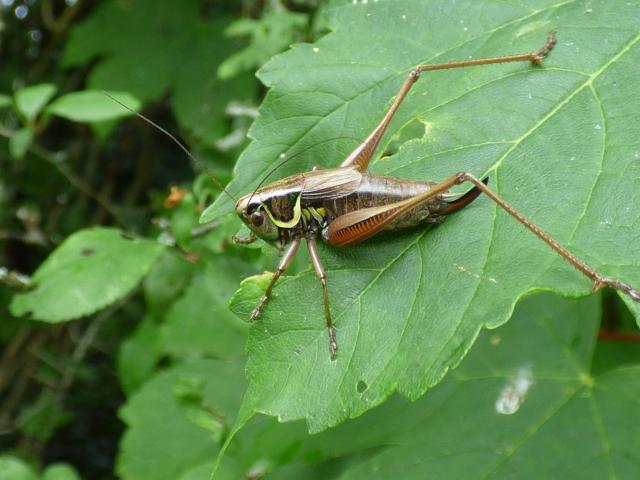 Roesel's Bush-cricket at Snakeholme (John Davison) 230823