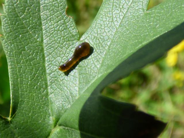 Sawfly Larva Caliroa cerasi at Snakeholme (John Davison) 230823