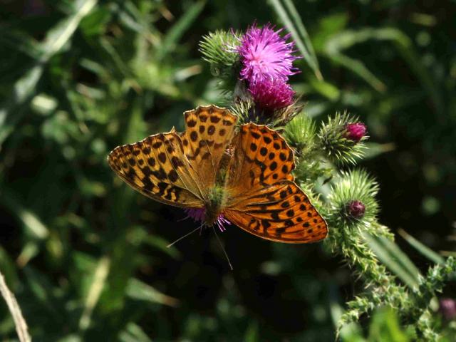 Silver-washed Fritillary - Bilateral Gynandromorph (Toby Ludlow)
