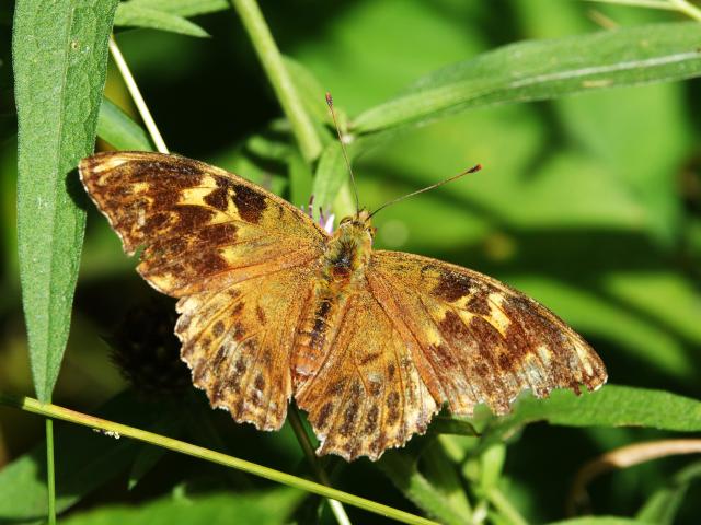 Silver-washed Fritillary aberration (Phil Bowler)