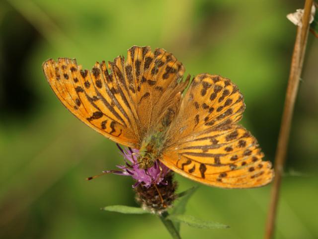 Silver-washed Fritillary male ab. confluens (Toby Ludlow)