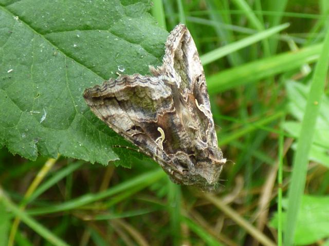 Silver Y Moth at Snakeholme (John Davison) 230823