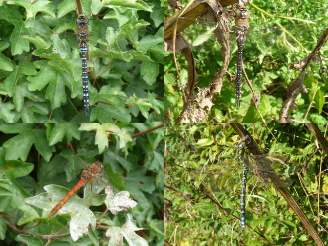 Snakeholme Dragonflies (John Davison) 300823