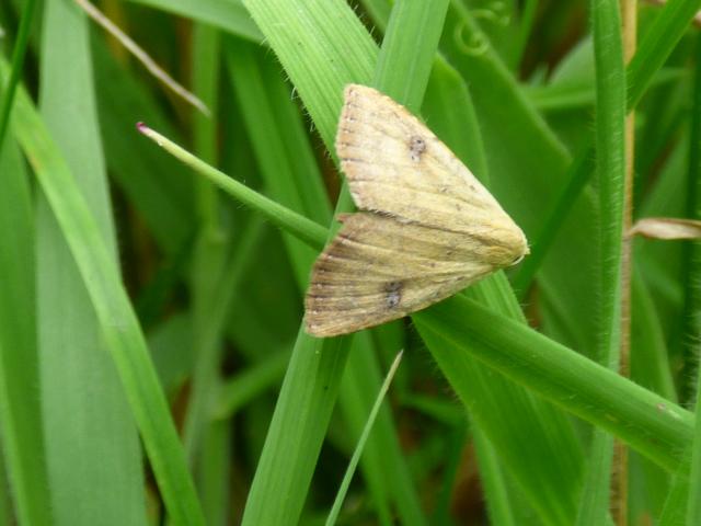 Straw Dot Moth at Snakeholme (John Davison) 230823