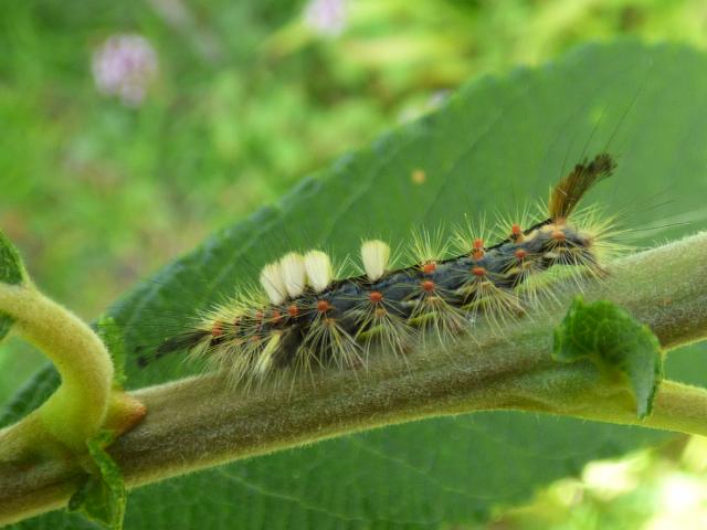 Vapourer Moth Larva at Snakeholme (John Davison) 100823