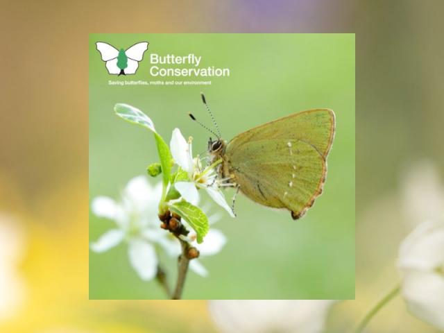 2024 Butterfly Conservation Calendar