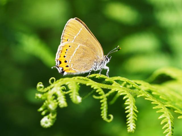 A Black Hairstreak buttterfly perched on a fern