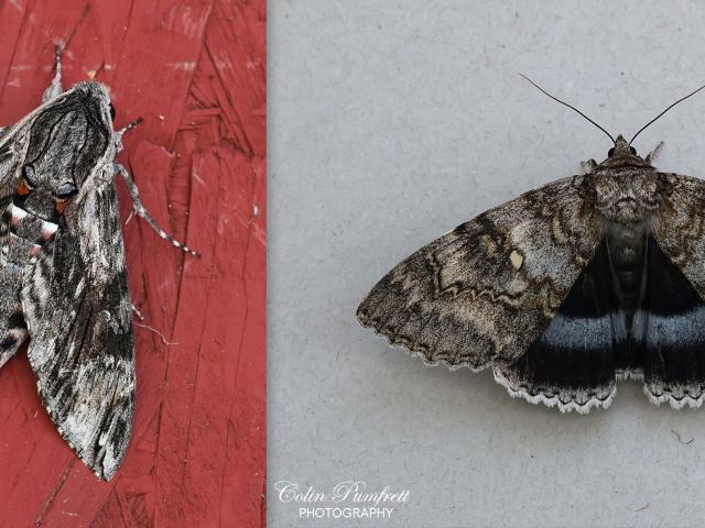 Convolvulus Hawk-moth and Clifden Nonpareil (Colin Pumfrett)