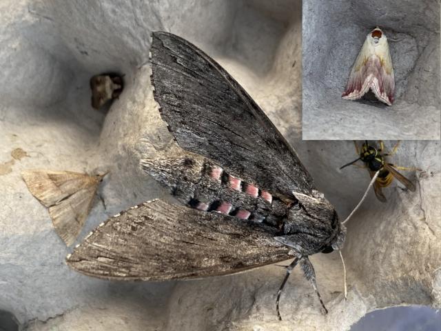 Convolvulus Hawk-moth and inset Beautiful Marbled (Nige Lound)