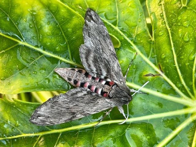 Convolvulus Hawk-moth (Andy Sims)
