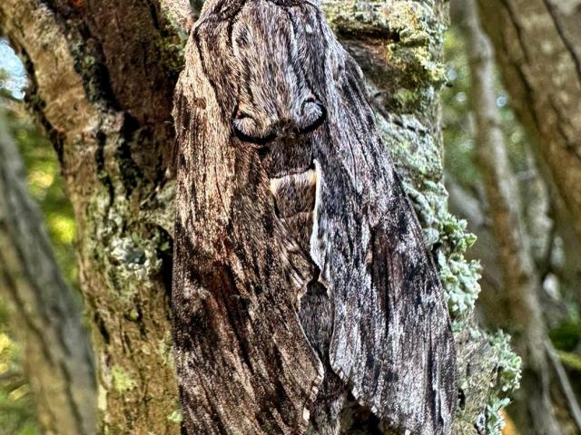 Convolvulus Hawk-moth (Cliff Morrison)
