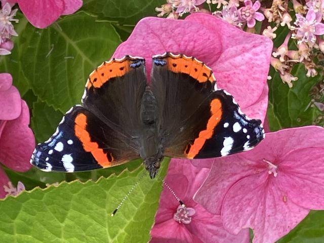 emma_neve_red_admiral_7b