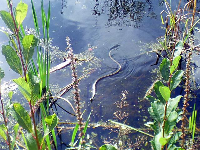Grass Snake aat Snakeholme (John Davison) 210923