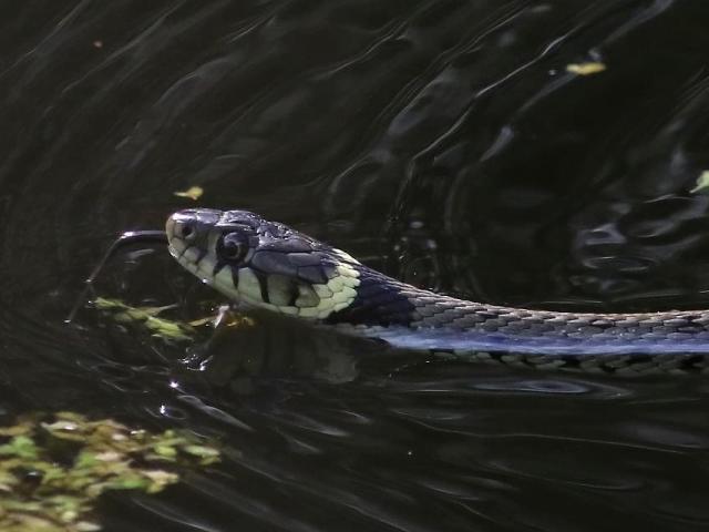 Grass Snake at Snakeholme (Gordon Bowes) 250923 (1)