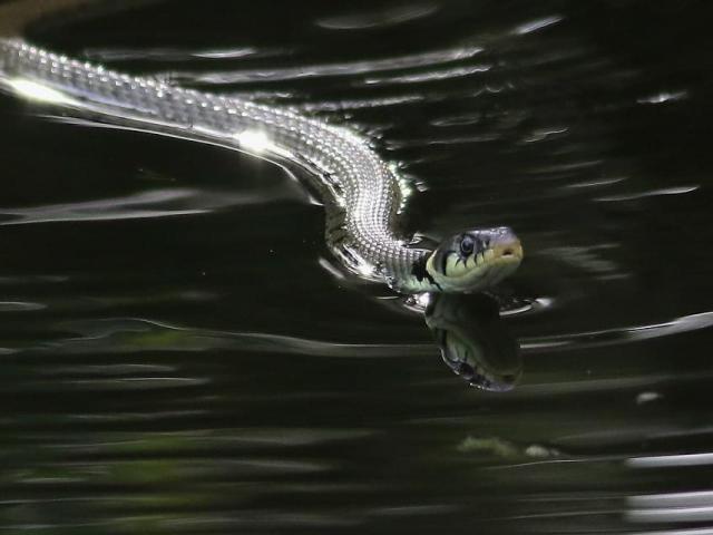 Grass Snake at Snakeholme (Gordon Bowes) 250923 (2)