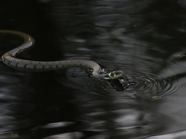 Grass Snake at Snakeholme (Gordon Bowes) 250923 (3)