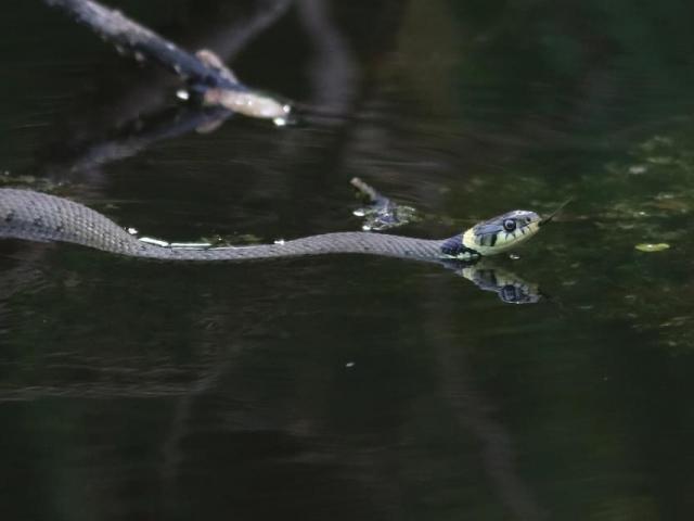 Grass Snake at Snakeholme (Gordon Bowes) 250923 (4)
