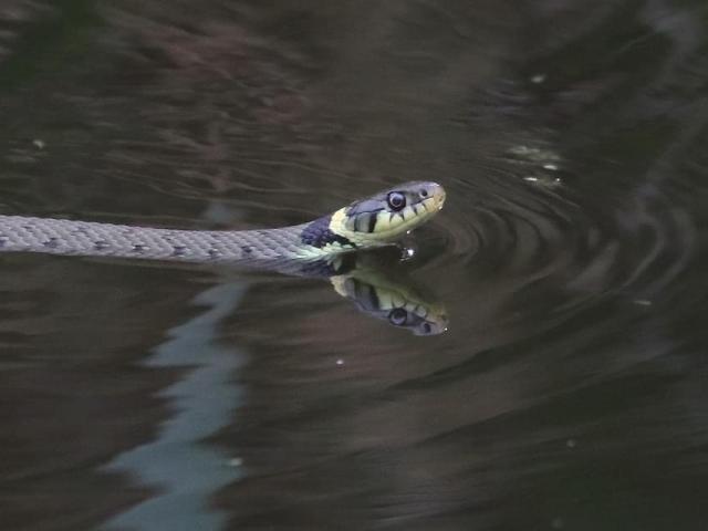Grass Snake at Snakeholme (Gordon Bowes) 250923 (5)