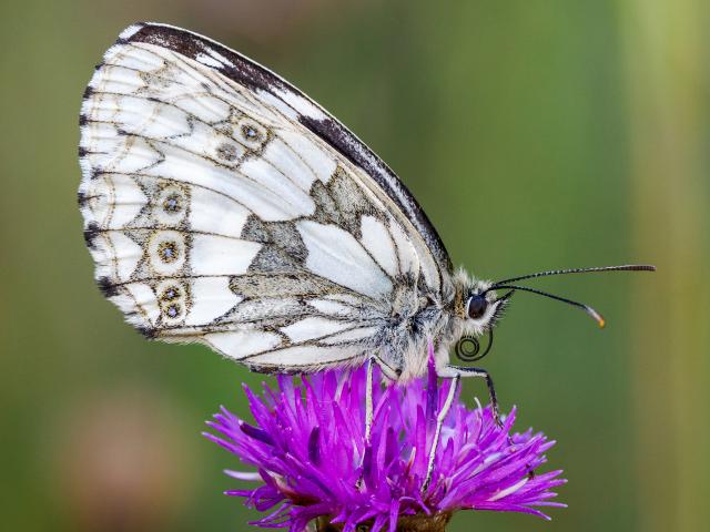 harry_faull_marbled_white