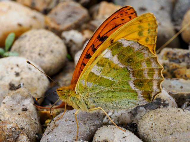 harry_faull_silver-washed_fritillary