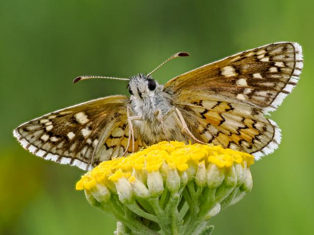 harry_faull_yellow-banded_skipper