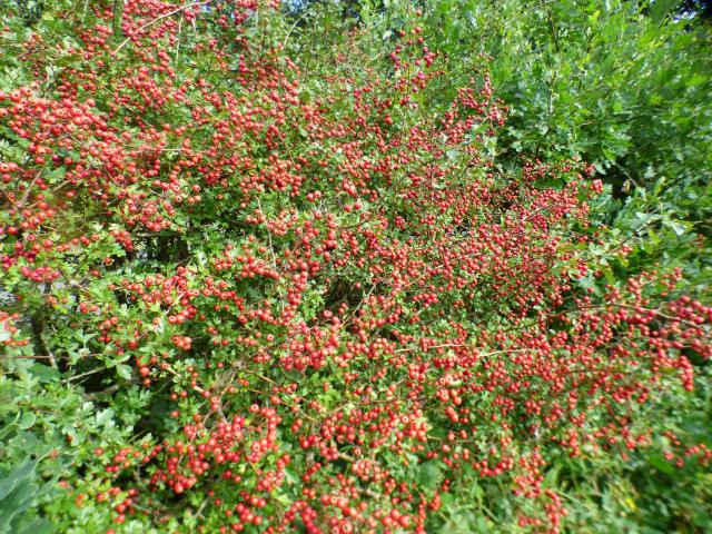Hawthorn Berries at Snakeholme (John Davison) 210923