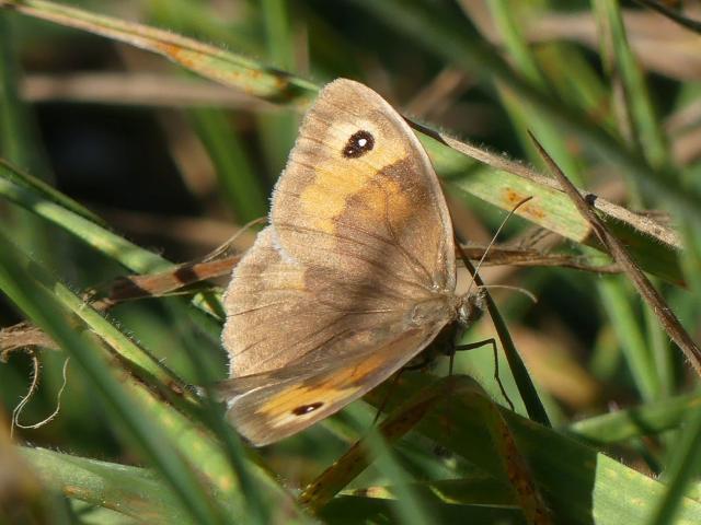 Surrey Two-spotted Meadow Brown Colin Kemp