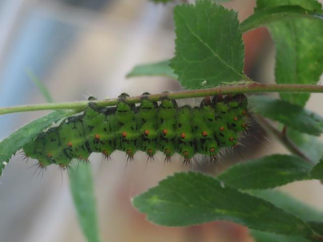 roger_seymour_emperor_moth_caterpillar