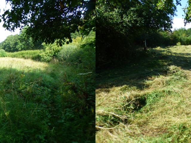 Seat Meadow at Snakeholme - Before & After (John Davison) 070923