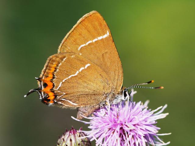 White-letter hairstreak butterfly feeding on a thistle flower