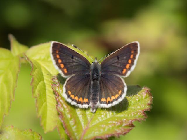 Brown Argus butterfly basking