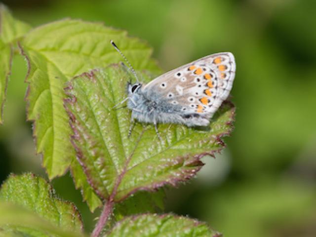 Brown Argus butterfly perched on bramble leaf