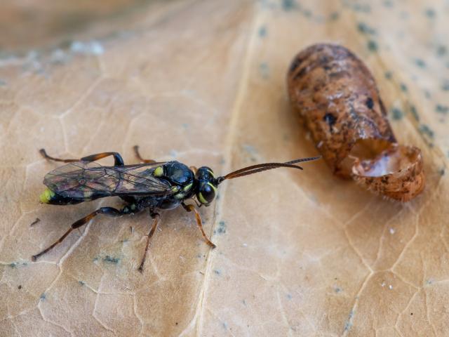 Listrodomus nycthemerus parasitoid wasp and Holly Blue pupa - Pete Eeles