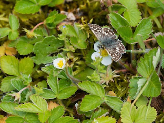 stoke-ferry-14may17-grizzled-skipper-nectaring-on-wild-strawberry-flower-3 (1)