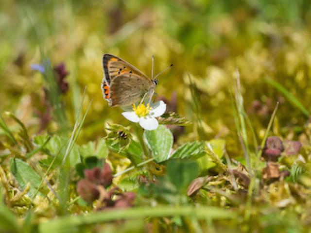 Stoke Ferry 14 May 2017 - Small Copper perched on wild strawberry flower