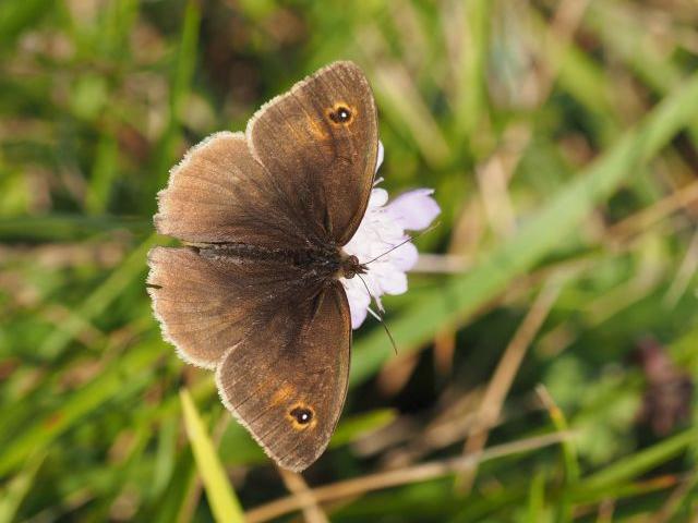 Meadow Brown butterfly taken in Surrey