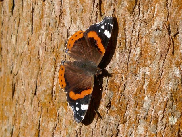 Late Surrey Red Admiral 2023