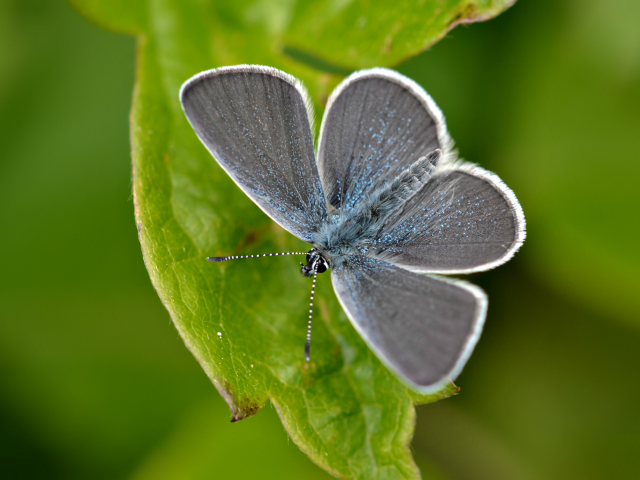 Small Blue butterfly on a green leaf