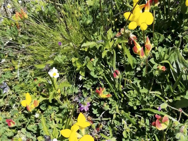 An assortment of brownfield wildflowers