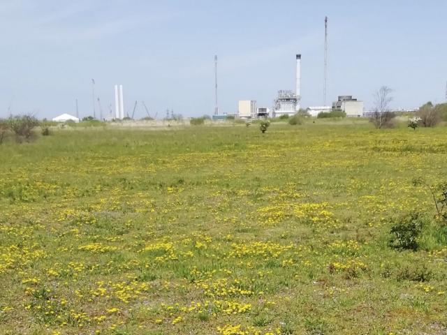 A vast area of bare ground with wildflowers and industrial buildings in the background