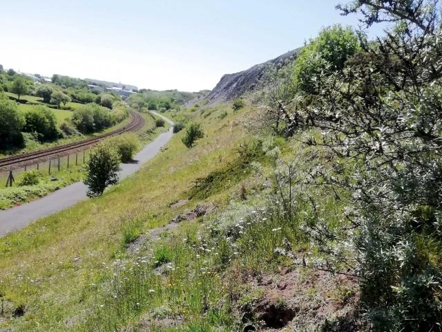 Steep slope with wildflowers and scrub above a paved track and railway line