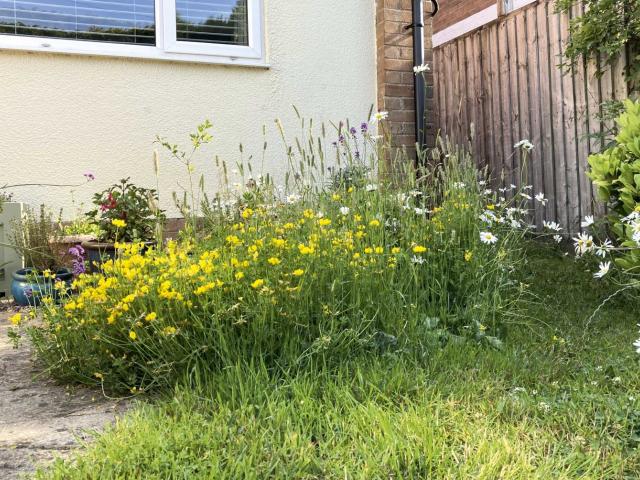 A patch of long grass and wildflowers in a small garden