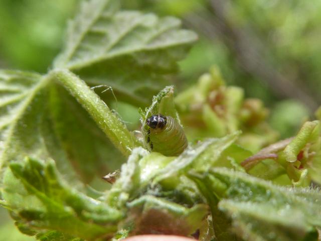 A photo of a Lampronia capitella larva poking out of a wilted shoot