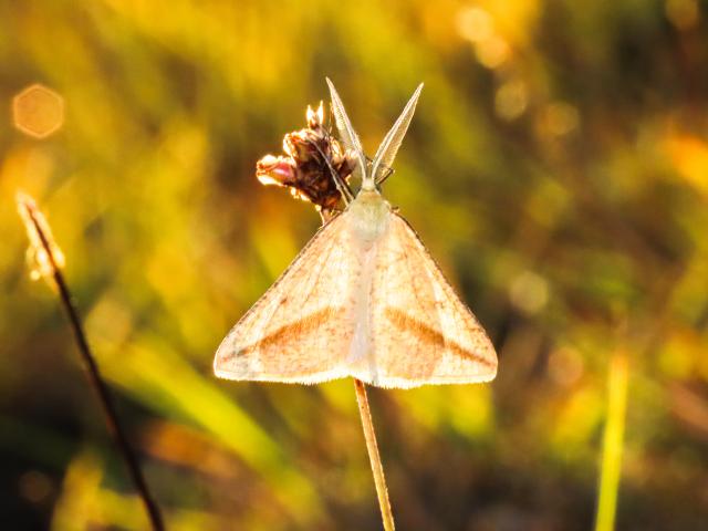 A sunlit triangular cream and chestnut moth