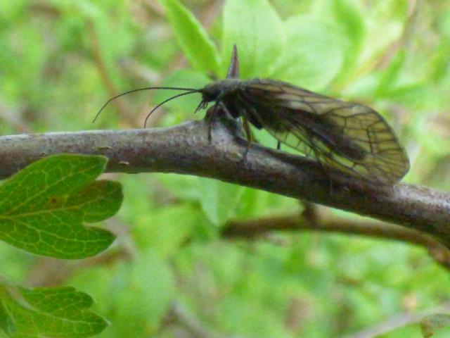 Alderfly at Snakeholme (John Davison) 020424